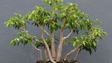 Photo of Bonsai ficus benjamin