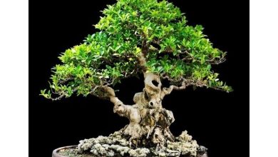 Photo of Bonsai ficus microcarpa