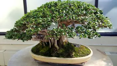 Photo of Bonsai Ficus