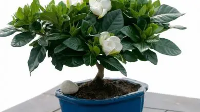 Photo of Gardenia bonsai