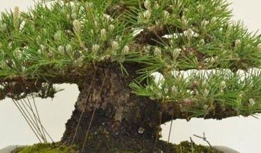 Photo of Bonsai giapponese