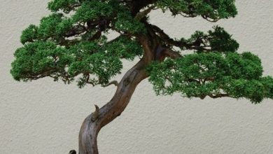 Photo of Junípero bonsai