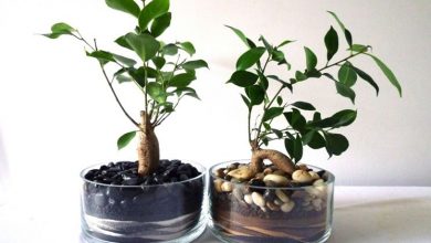 Photo of Ginseng bonsai, como curar