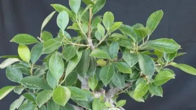 Photo of Ginseng bonsai