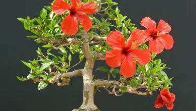 Photo of Hibiscus bonsai