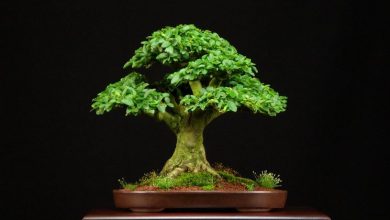 Photo of Bonsai ligustrum