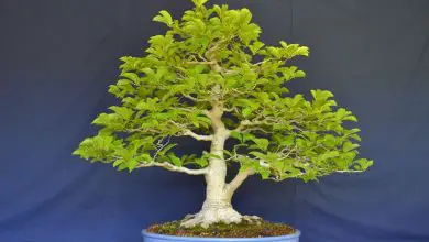 Photo of Magnolia bonsai
