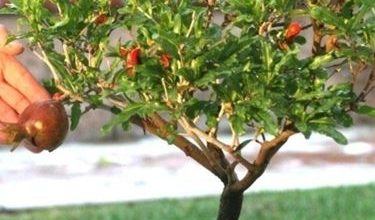 Photo of Bonsai de romã