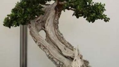 Photo of Oliveira bonsai