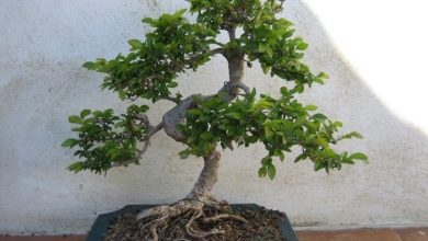 Photo of Olmo bonsai