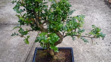 Photo of Bonsai pimenta