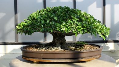 Photo of Bonsai está perdendo folhas