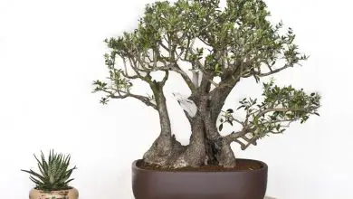 Photo of Poda bonsai