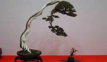 Photo of Preços bonsai
