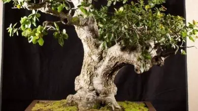 Photo of Carvalho bonsai
