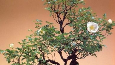 Photo of Rosa bonsai