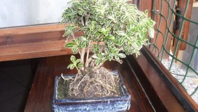 Photo of Bonsai serissa