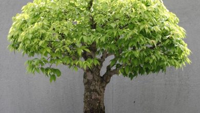 Photo of Zelkova bonsai