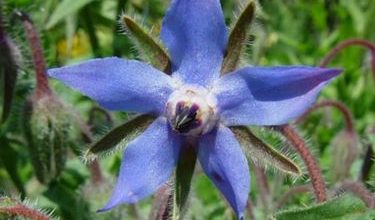 Photo of Borragem – Borago officinalis