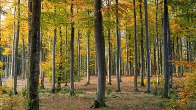 Photo of Floresta Decidual: [Conceito, Features, Fauna e Flora]