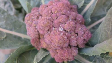 Photo of Como crescer Broccoli roxo no jardim: Complete Guide