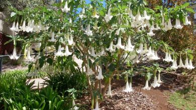 Photo of Brugmansia