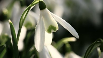 Photo of Flor snowdrop