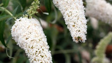 Photo of Buddleja Davidii