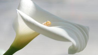 Photo of Bulbos de flores de verão