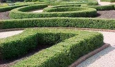 Photo of Buxus Sempervirens