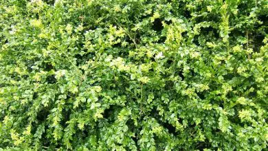 Photo of Buxus Sempervirens