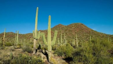 Photo of Cacto saguaro