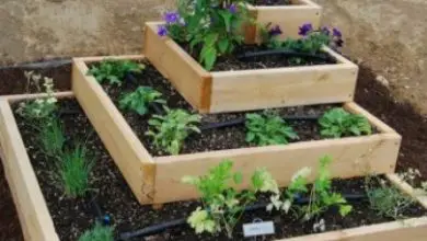 Photo of jardim Mini Orgânicos: Como fazer jardinagem urbana em casa
