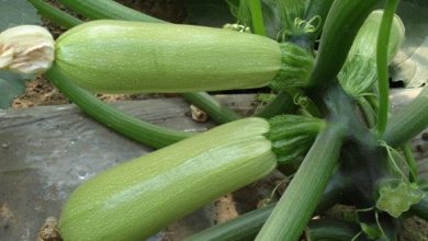 Photo of Zucchini na etapa crescer jardim a passo: Guia Completo