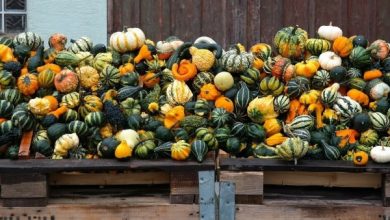 Photo of Tipos de abóboras comestíveis | 6 variedades de squash ou abóbora