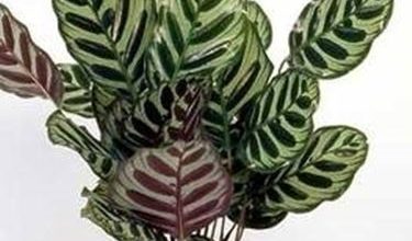 Photo of Calathea