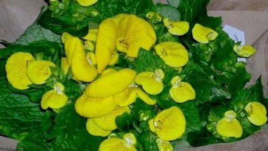 Photo of Calceolaria