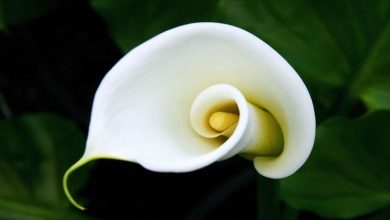 Photo of Flor de Calla