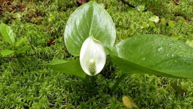 Photo of Wild calla