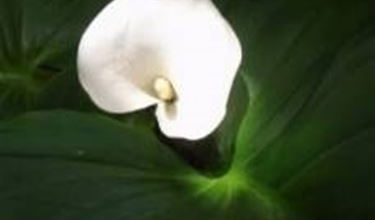 Photo of Calla