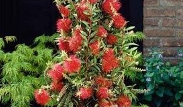 Photo of Callistemon