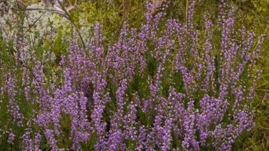 Photo of Calluna vulgaris