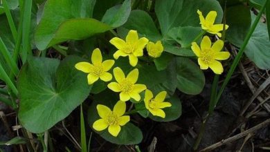 Photo of Caltha palustris