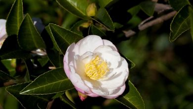 Photo of Camelia japonica