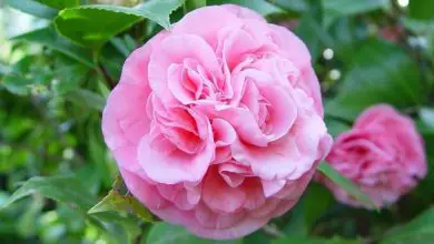 Photo of Camellia japonica