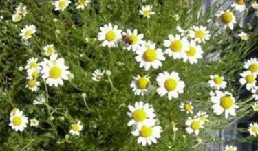 Photo of Camomilla romana – Anthemis nobilis