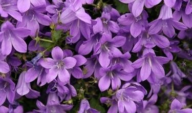 Photo of Campanula portenschlagiana