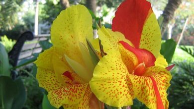 Photo of Canna indica