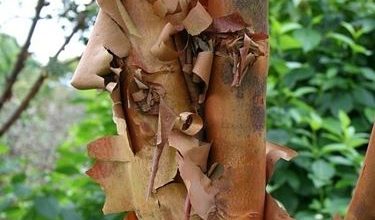 Photo of Contra-indicações de canela