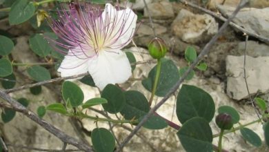 Photo of Caper – Capparis spinosa